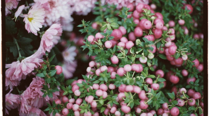 heideplantje met roze bloemen